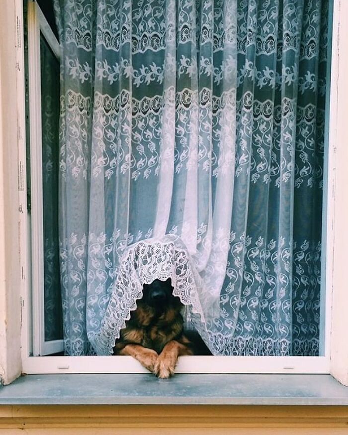 80 Adorable Dogs Caught Peeking Out Of Windows, As Shared On This Instagram Page