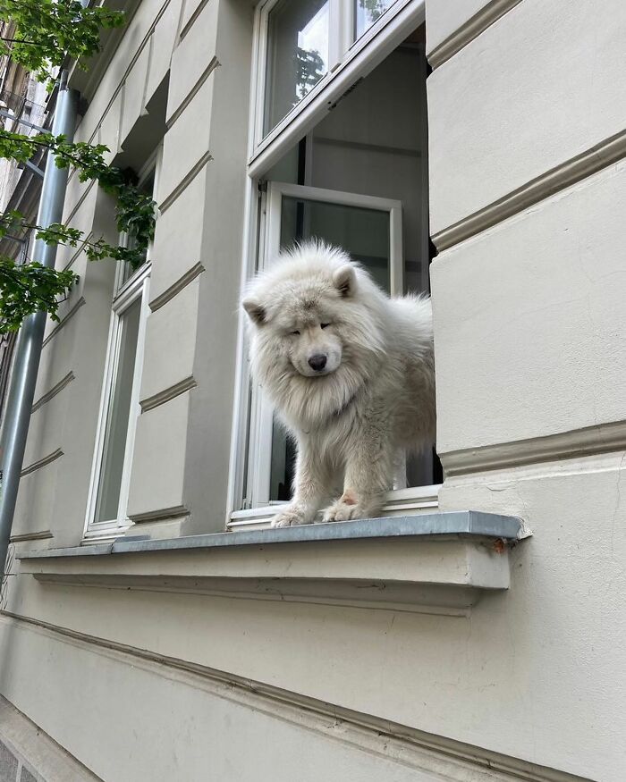 80 Adorable Dogs Caught Peeking Out Of Windows, As Shared On This Instagram Page