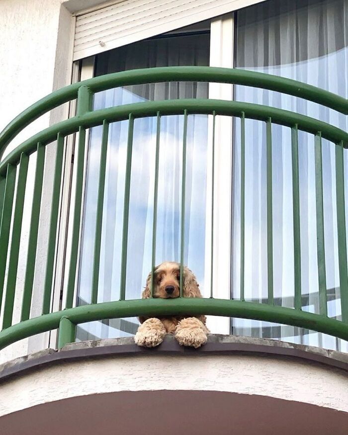 80 Adorable Dogs Caught Peeking Out Of Windows, As Shared On This Instagram Page