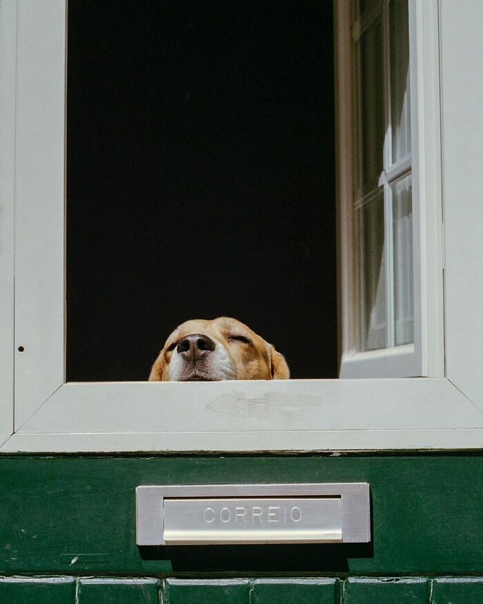 80 Adorable Dogs Caught Peeking Out Of Windows, As Shared On This Instagram Page
