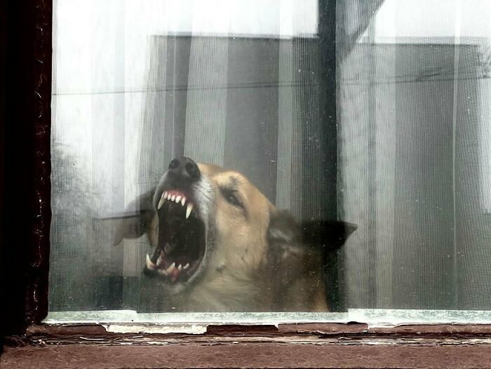 80 Adorable Dogs Caught Peeking Out Of Windows, As Shared On This Instagram Page