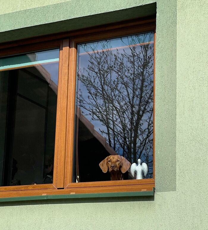 80 Adorable Dogs Caught Peeking Out Of Windows, As Shared On This Instagram Page