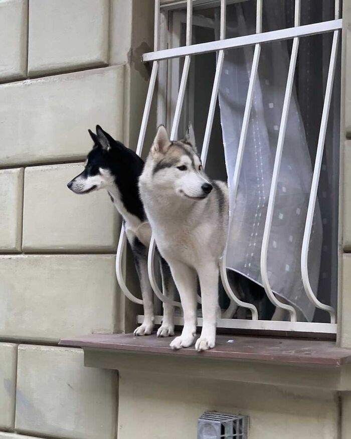 80 Adorable Dogs Caught Peeking Out Of Windows, As Shared On This Instagram Page