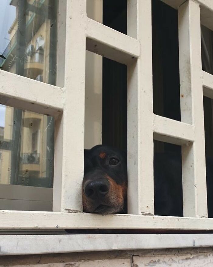 80 Adorable Dogs Caught Peeking Out Of Windows, As Shared On This Instagram Page