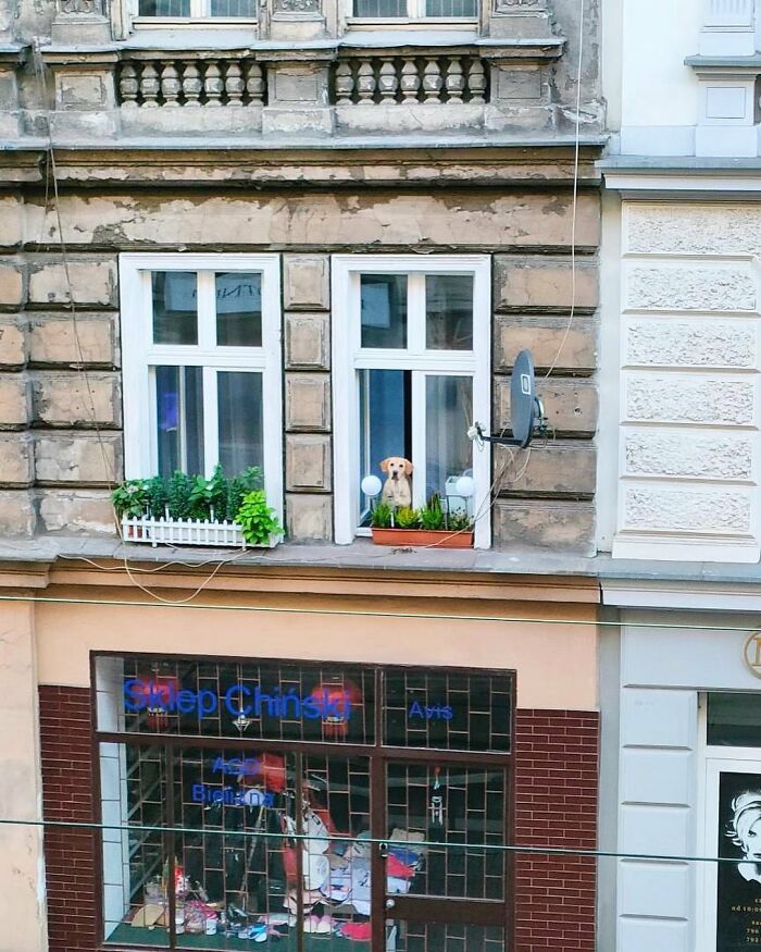 80 Adorable Dogs Caught Peeking Out Of Windows, As Shared On This Instagram Page