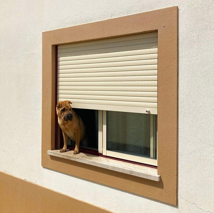 80 Adorable Dogs Caught Peeking Out Of Windows, As Shared On This Instagram Page