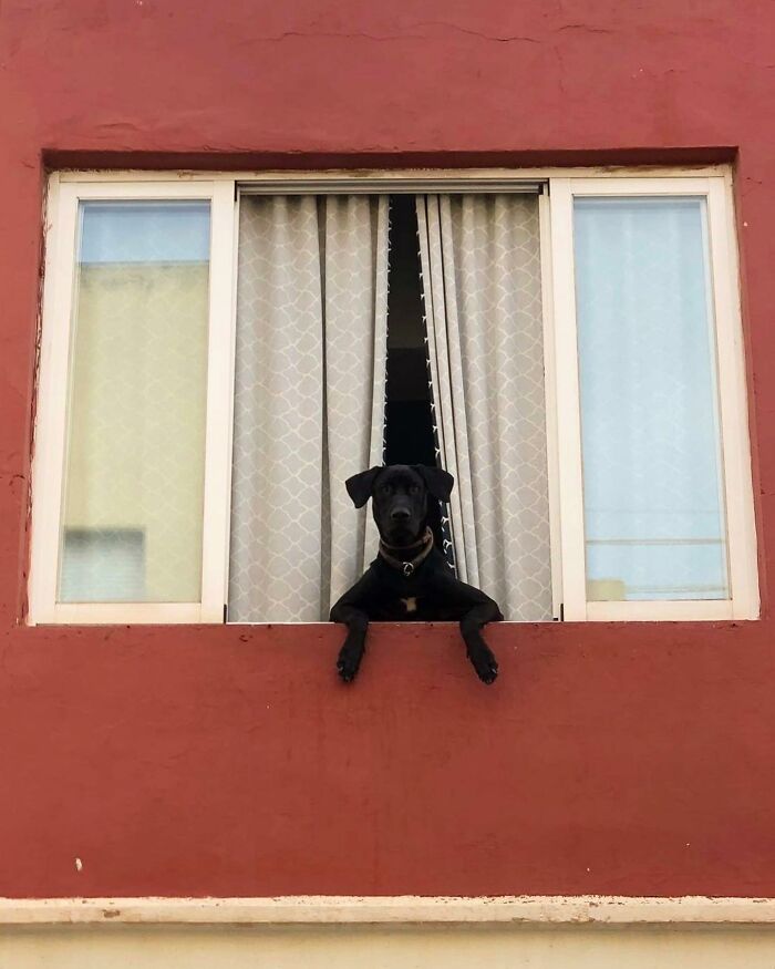 80 Adorable Dogs Caught Peeking Out Of Windows, As Shared On This Instagram Page