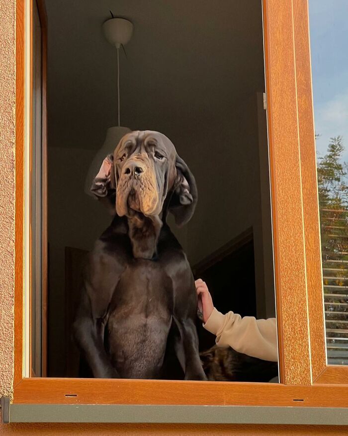 80 Adorable Dogs Caught Peeking Out Of Windows, As Shared On This Instagram Page