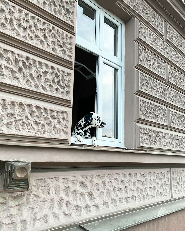 80 Adorable Dogs Caught Peeking Out Of Windows, As Shared On This Instagram Page