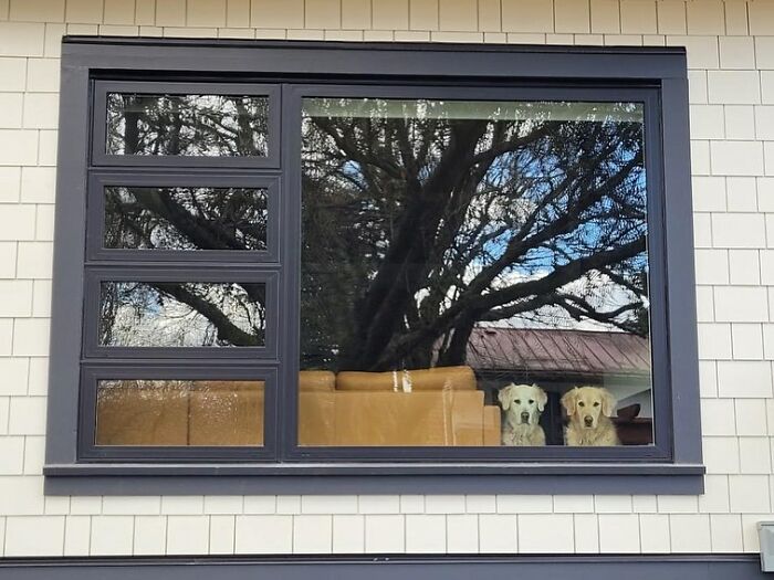 80 Adorable Dogs Caught Peeking Out Of Windows, As Shared On This Instagram Page