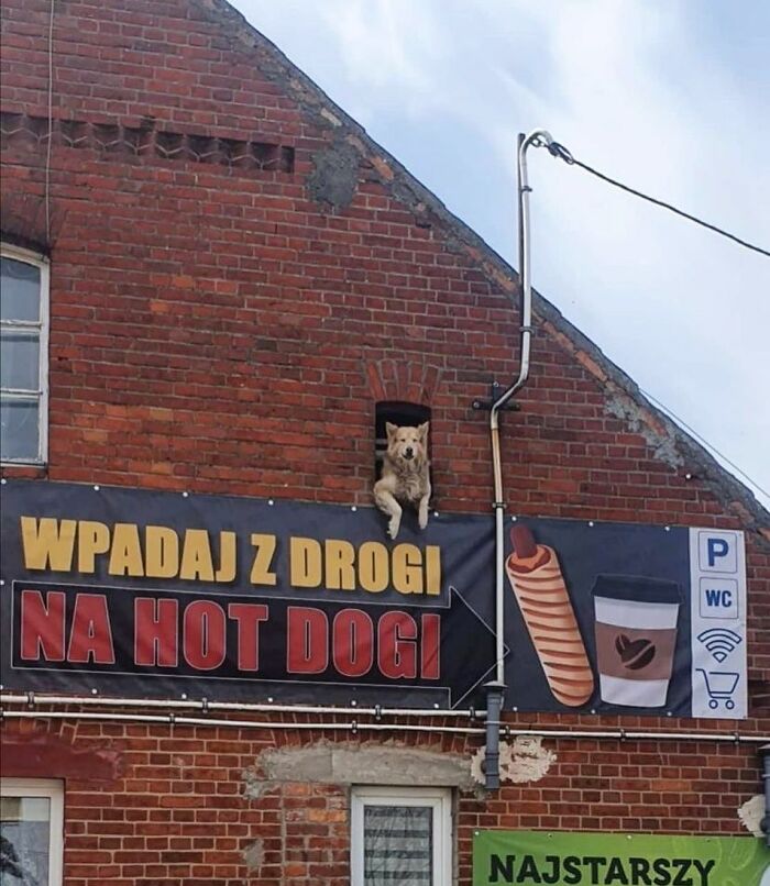 80 Adorable Dogs Caught Peeking Out Of Windows, As Shared On This Instagram Page