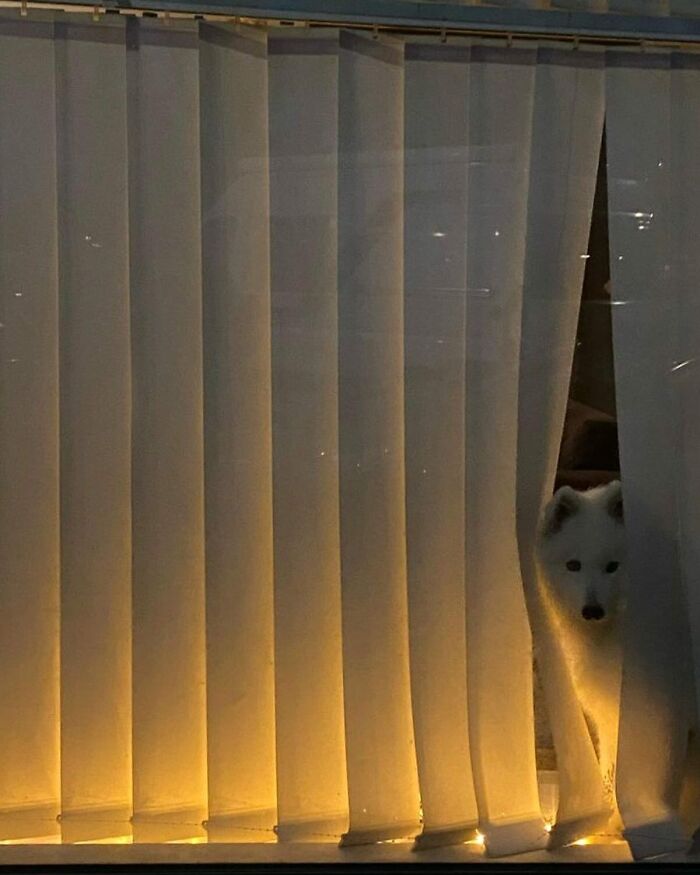 80 Adorable Dogs Caught Peeking Out Of Windows, As Shared On This Instagram Page