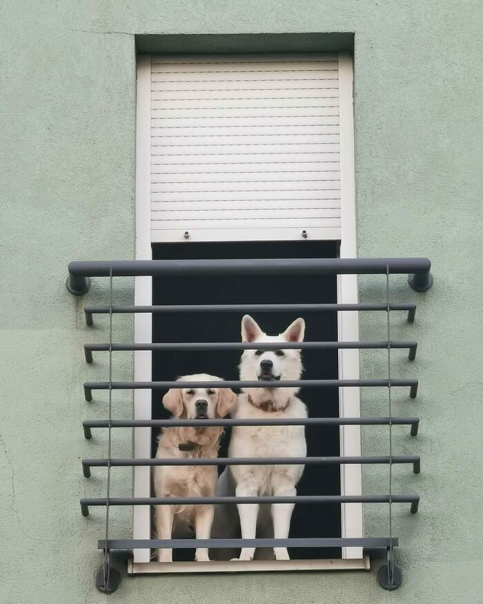 80 Adorable Dogs Caught Peeking Out Of Windows, As Shared On This Instagram Page