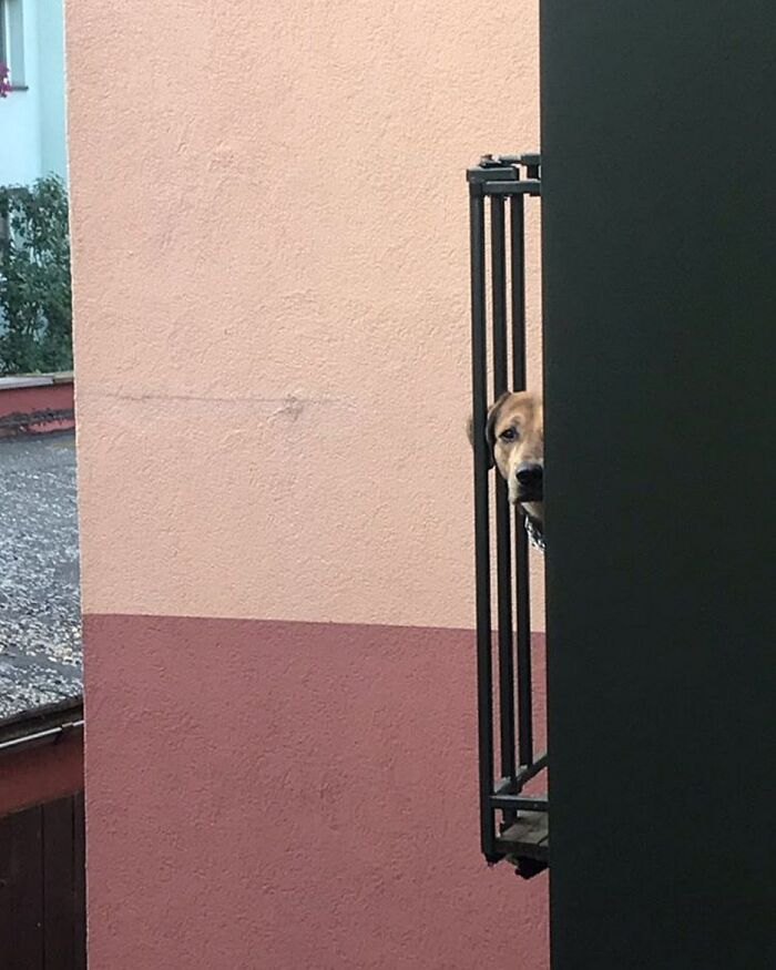 80 Adorable Dogs Caught Peeking Out Of Windows, As Shared On This Instagram Page