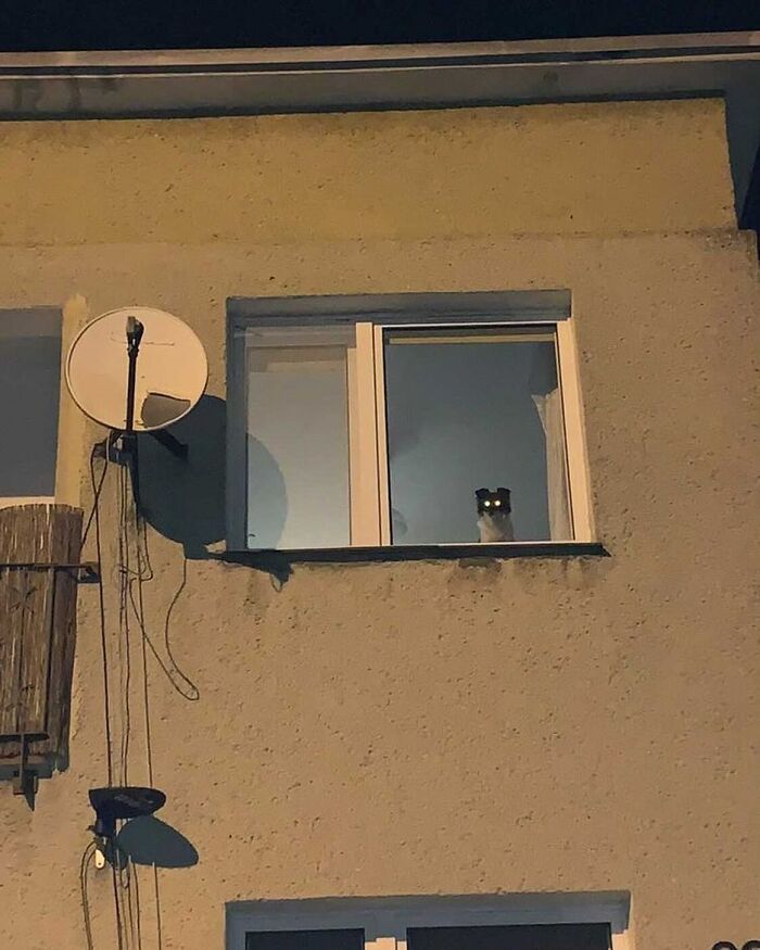 80 Adorable Dogs Caught Peeking Out Of Windows, As Shared On This Instagram Page