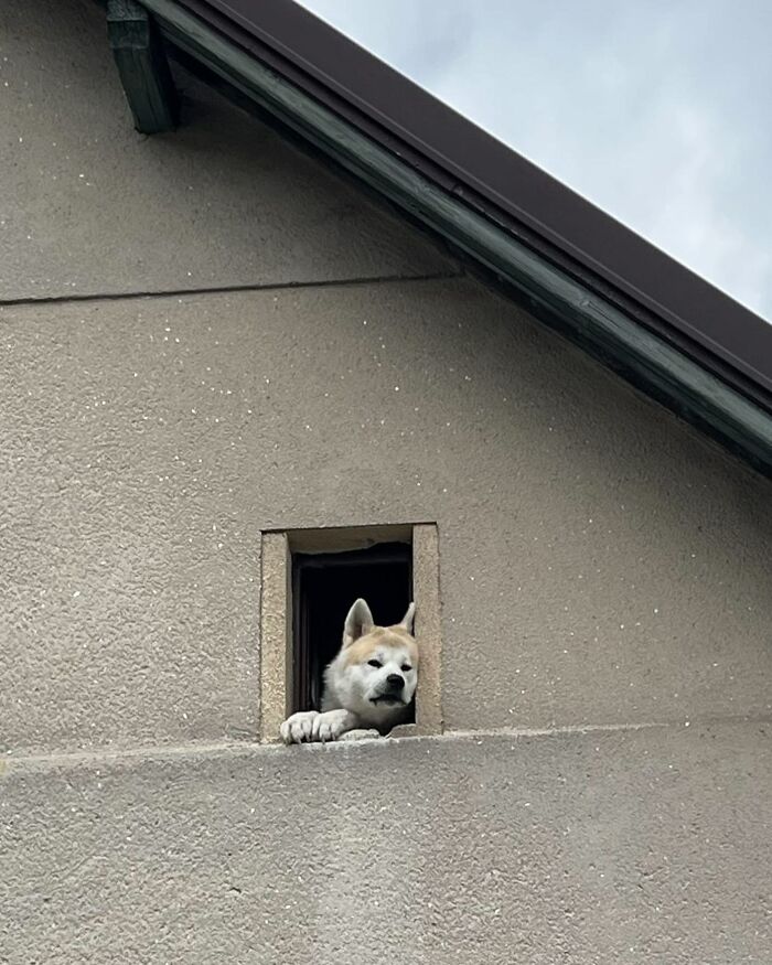 80 Adorable Dogs Caught Peeking Out Of Windows, As Shared On This Instagram Page
