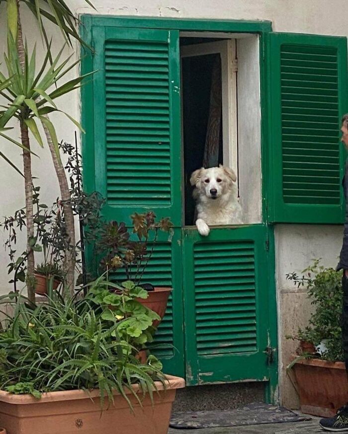 80 Adorable Dogs Caught Peeking Out Of Windows, As Shared On This Instagram Page