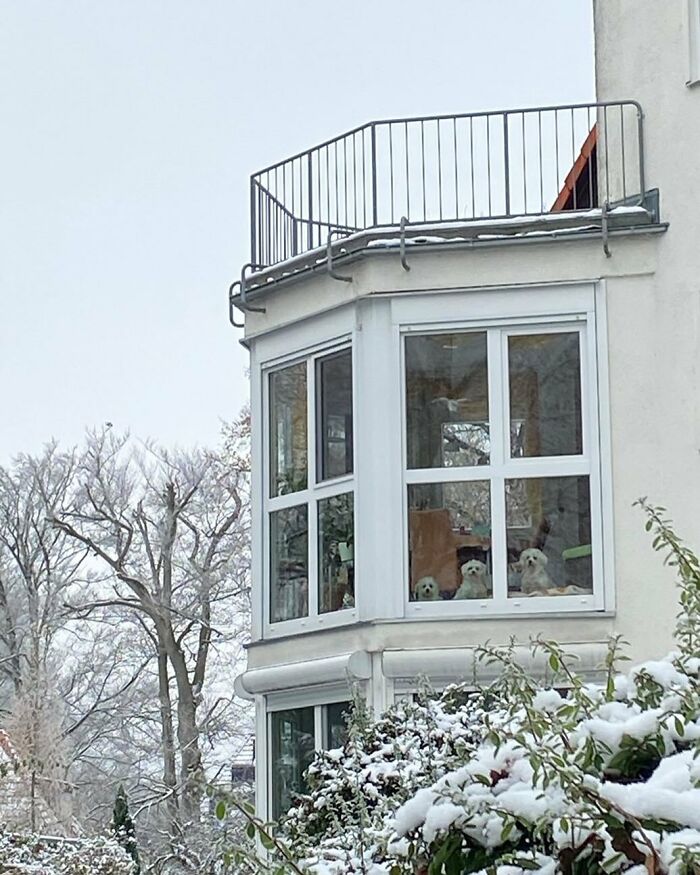 80 Adorable Dogs Caught Peeking Out Of Windows, As Shared On This Instagram Page