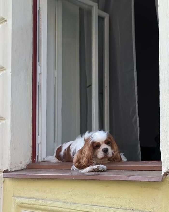80 Adorable Dogs Caught Peeking Out Of Windows, As Shared On This Instagram Page