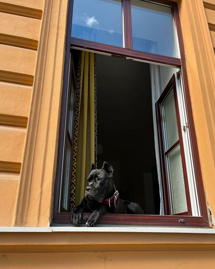 80 Adorable Dogs Caught Peeking Out Of Windows, As Shared On This Instagram Page