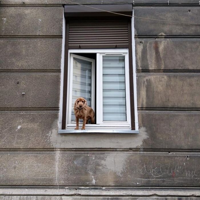 80 Adorable Dogs Caught Peeking Out Of Windows, As Shared On This Instagram Page