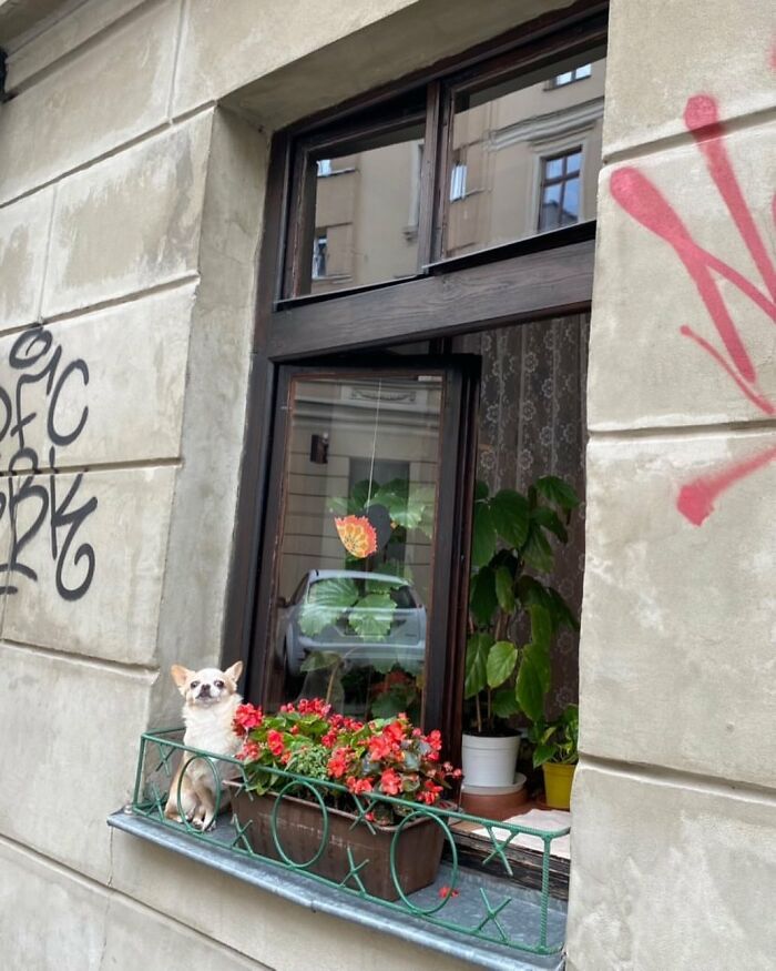 80 Adorable Dogs Caught Peeking Out Of Windows, As Shared On This Instagram Page