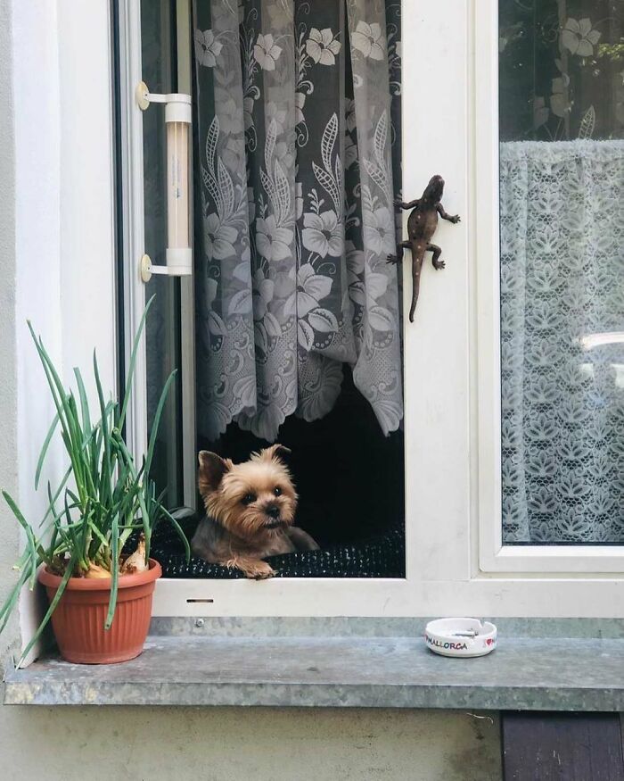80 Adorable Dogs Caught Peeking Out Of Windows, As Shared On This Instagram Page