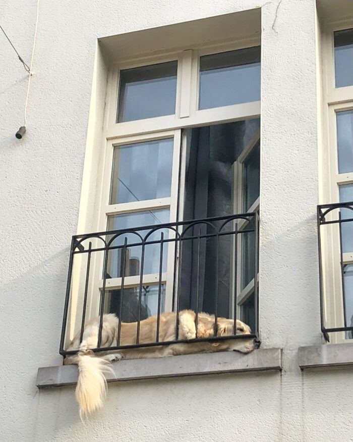 80 Adorable Dogs Caught Peeking Out Of Windows, As Shared On This Instagram Page
