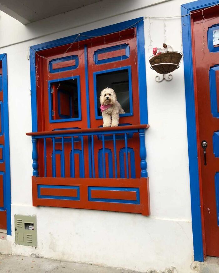 80 Adorable Dogs Caught Peeking Out Of Windows, As Shared On This Instagram Page