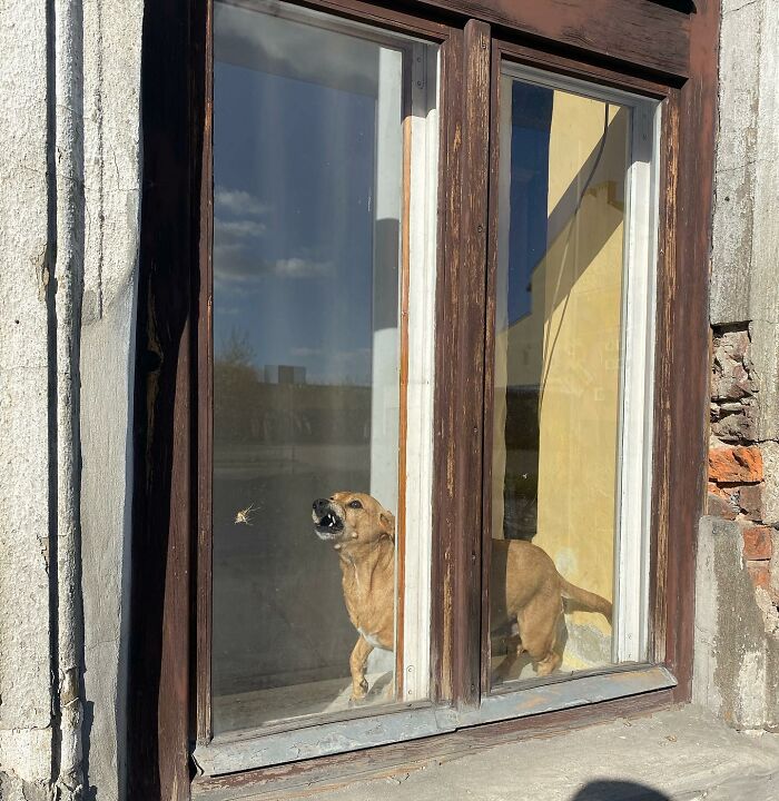 80 Adorable Dogs Caught Peeking Out Of Windows, As Shared On This Instagram Page