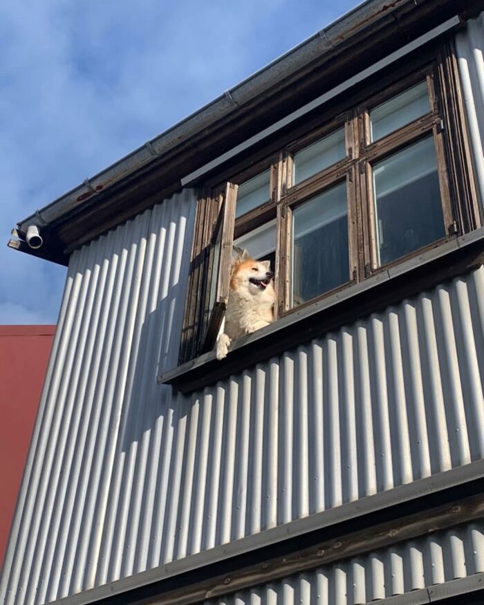 80 Adorable Dogs Caught Peeking Out Of Windows, As Shared On This Instagram Page