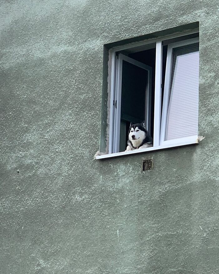 80 Adorable Dogs Caught Peeking Out Of Windows, As Shared On This Instagram Page