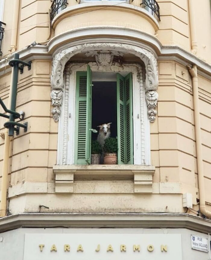 80 Adorable Dogs Caught Peeking Out Of Windows, As Shared On This Instagram Page