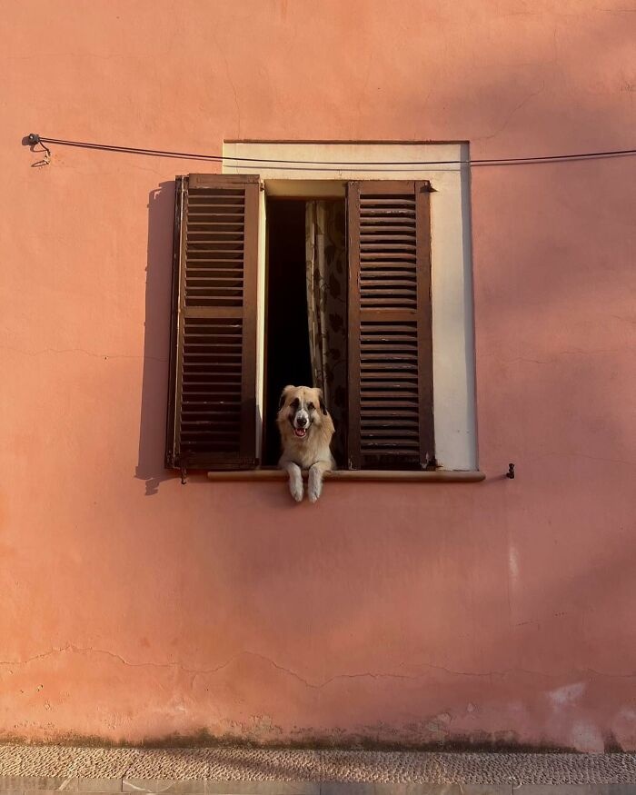 80 Adorable Dogs Caught Peeking Out Of Windows, As Shared On This Instagram Page