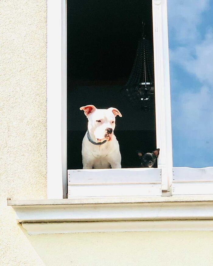 80 Adorable Dogs Caught Peeking Out Of Windows, As Shared On This Instagram Page