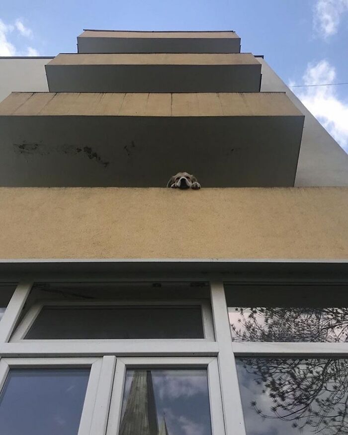 80 Adorable Dogs Caught Peeking Out Of Windows, As Shared On This Instagram Page