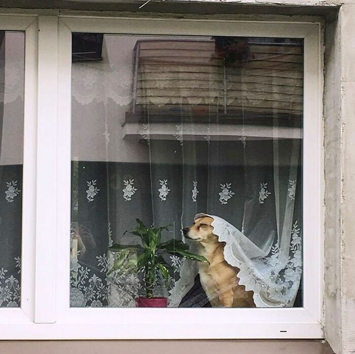 80 Adorable Dogs Caught Peeking Out Of Windows, As Shared On This Instagram Page