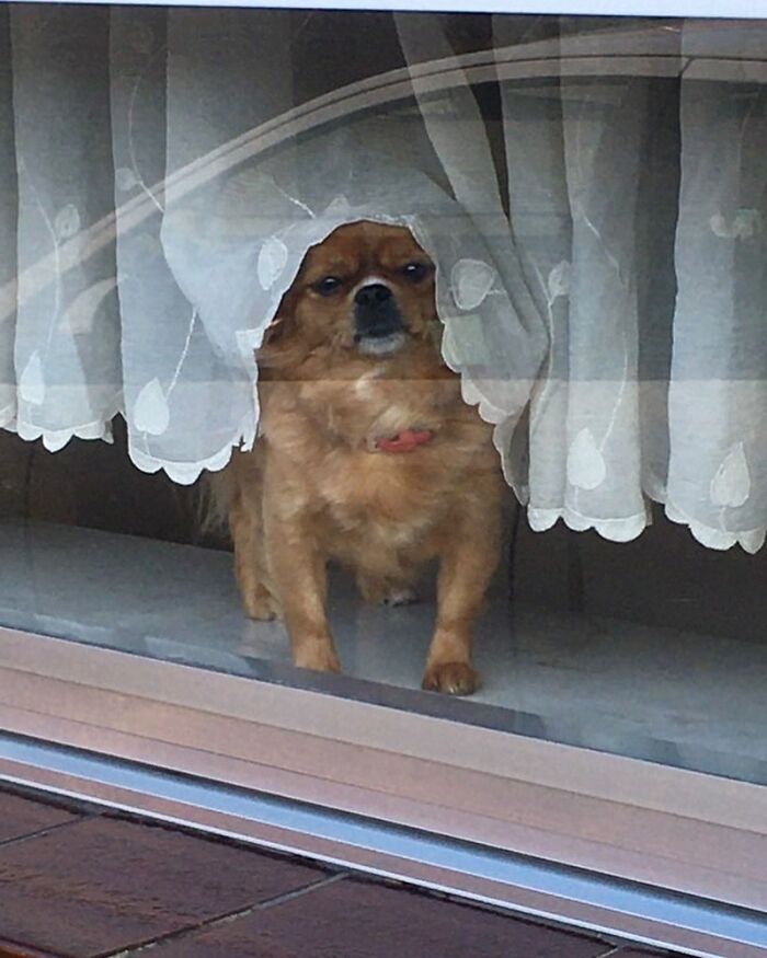 80 Adorable Dogs Caught Peeking Out Of Windows, As Shared On This Instagram Page