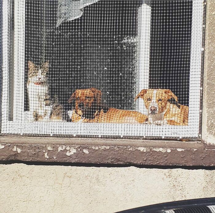 80 Adorable Dogs Caught Peeking Out Of Windows, As Shared On This Instagram Page