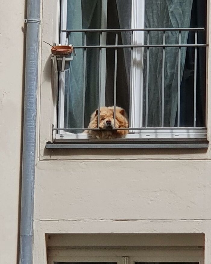 80 Adorable Dogs Caught Peeking Out Of Windows, As Shared On This Instagram Page