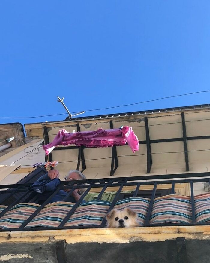 80 Adorable Dogs Caught Peeking Out Of Windows, As Shared On This Instagram Page