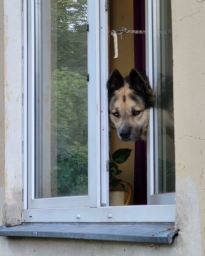 80 Adorable Dogs Caught Peeking Out Of Windows, As Shared On This Instagram Page