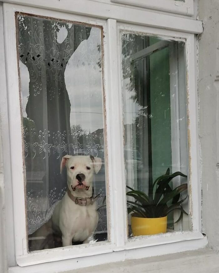 80 Adorable Dogs Caught Peeking Out Of Windows, As Shared On This Instagram Page