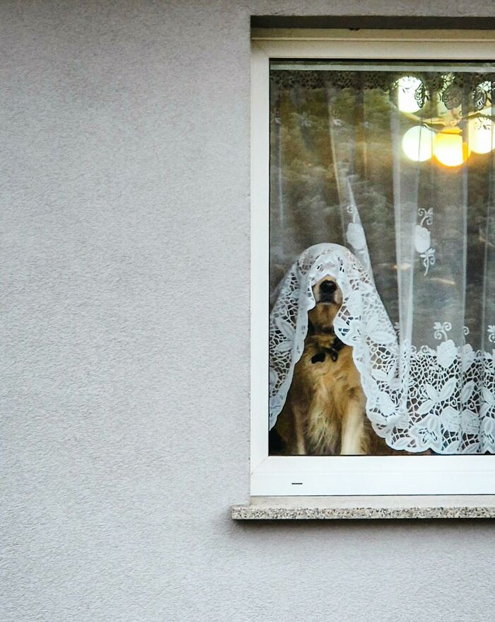 80 Adorable Dogs Caught Peeking Out Of Windows, As Shared On This Instagram Page