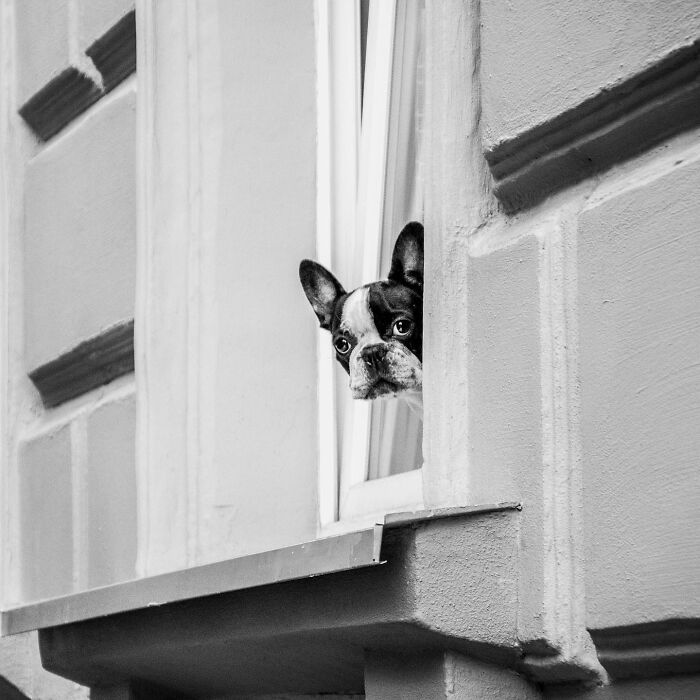 80 Adorable Dogs Caught Peeking Out Of Windows, As Shared On This Instagram Page