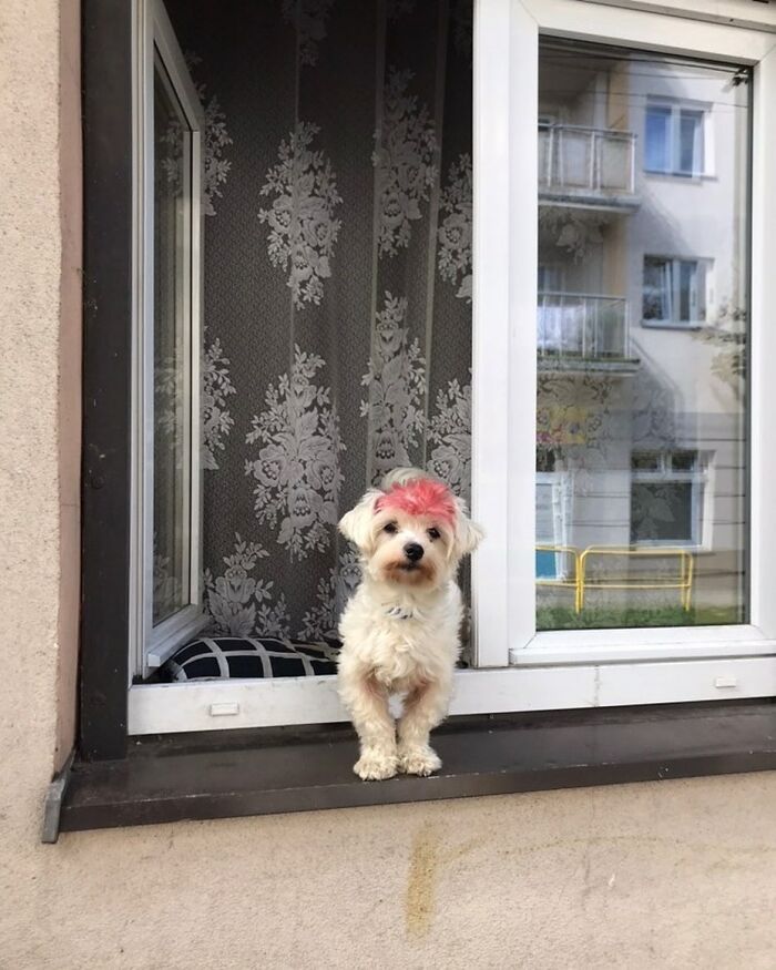 80 Adorable Dogs Caught Peeking Out Of Windows, As Shared On This Instagram Page