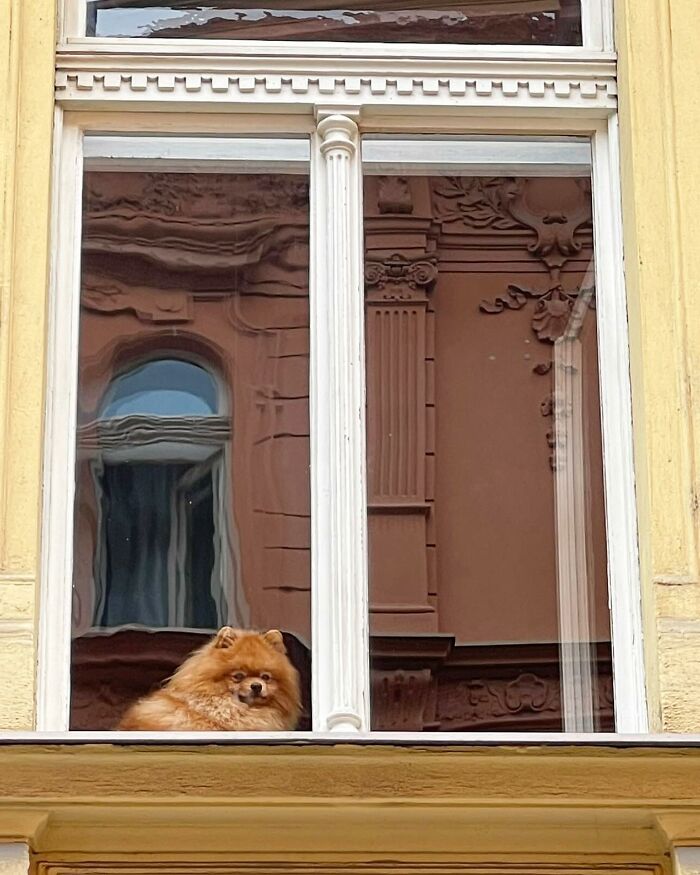 80 Adorable Dogs Caught Peeking Out Of Windows, As Shared On This Instagram Page