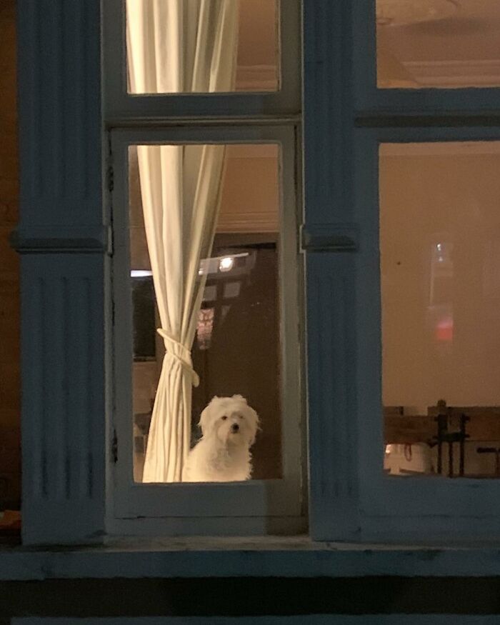 80 Adorable Dogs Caught Peeking Out Of Windows, As Shared On This Instagram Page