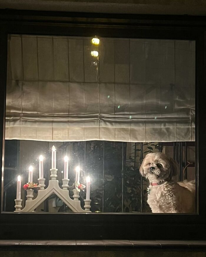 80 Adorable Dogs Caught Peeking Out Of Windows, As Shared On This Instagram Page
