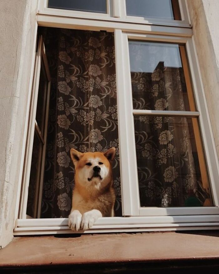 80 Adorable Dogs Caught Peeking Out Of Windows, As Shared On This Instagram Page